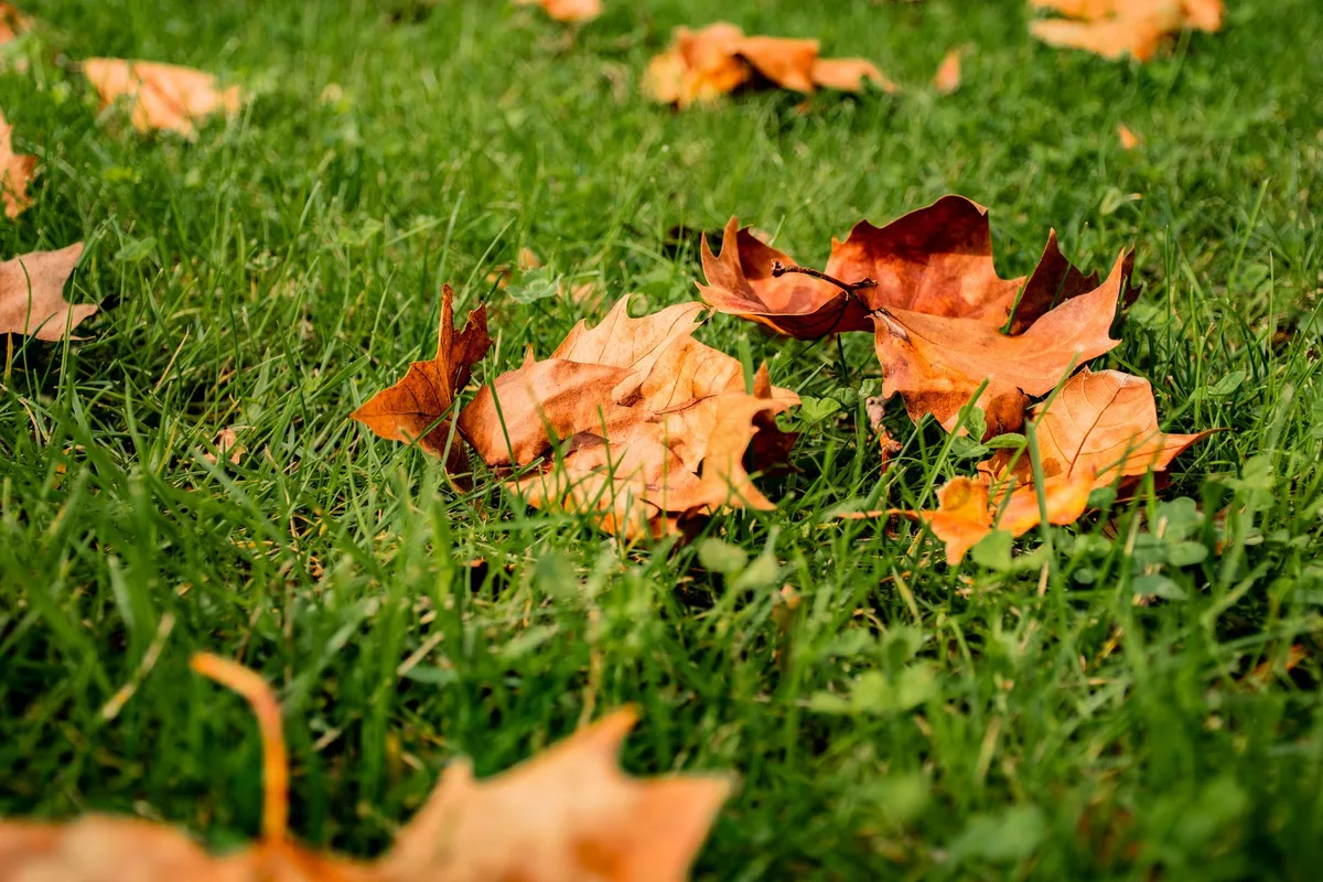 Annual Lawn Maintenance Calendar