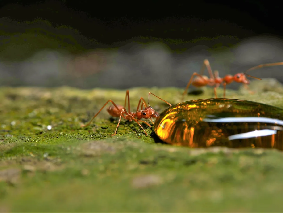 ant bait test