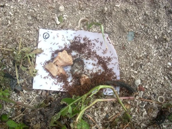 Ant Bait vs Ant Spray