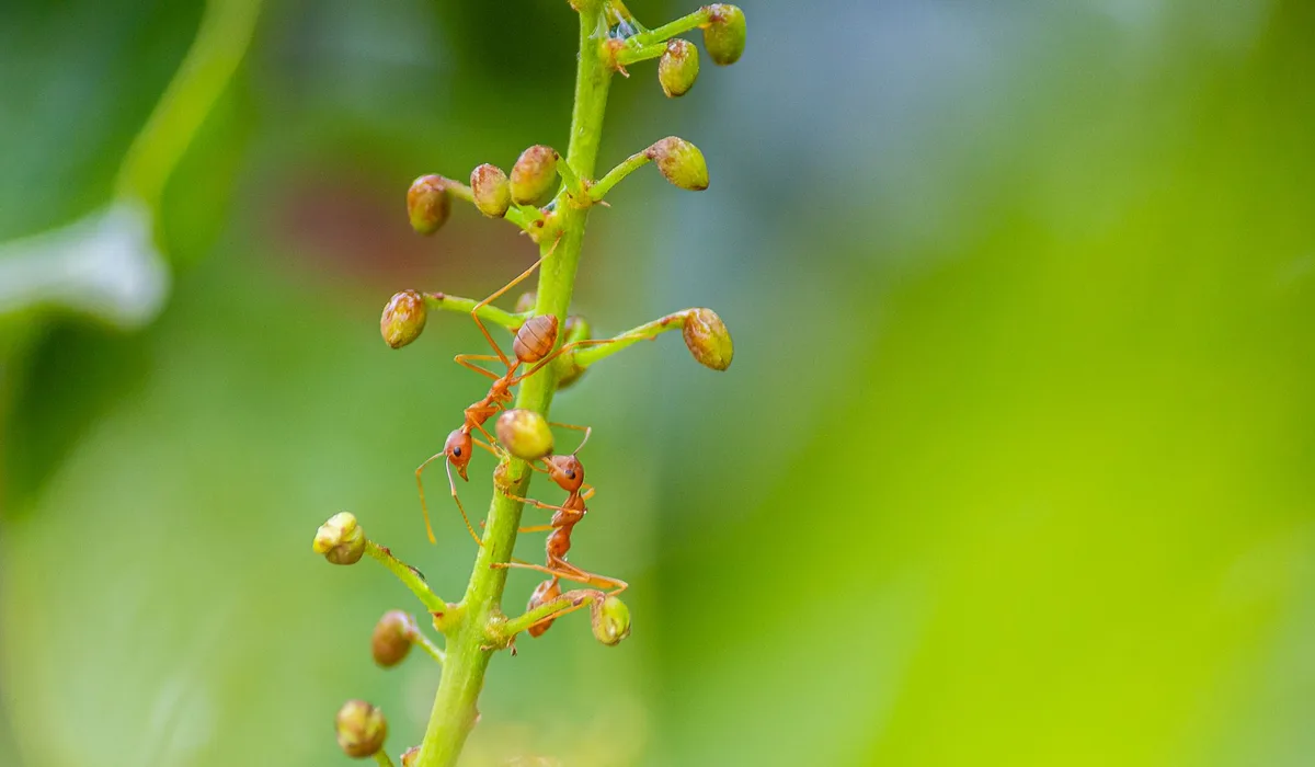 ant budding after repellent spray