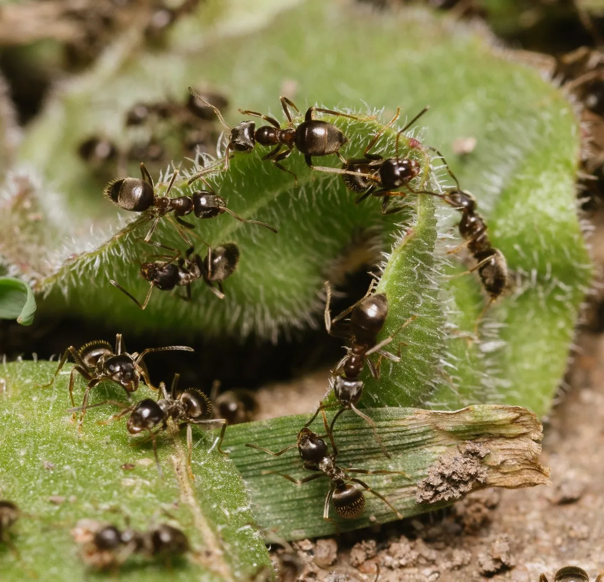 ant control maintenance guide