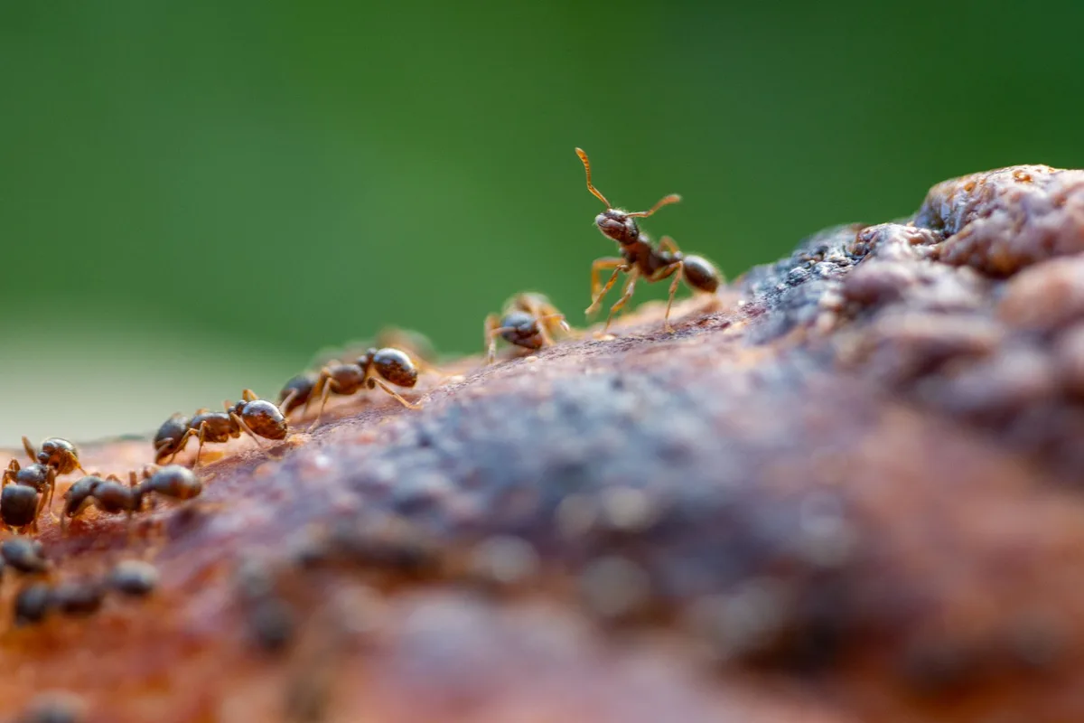 ant control methods comparison