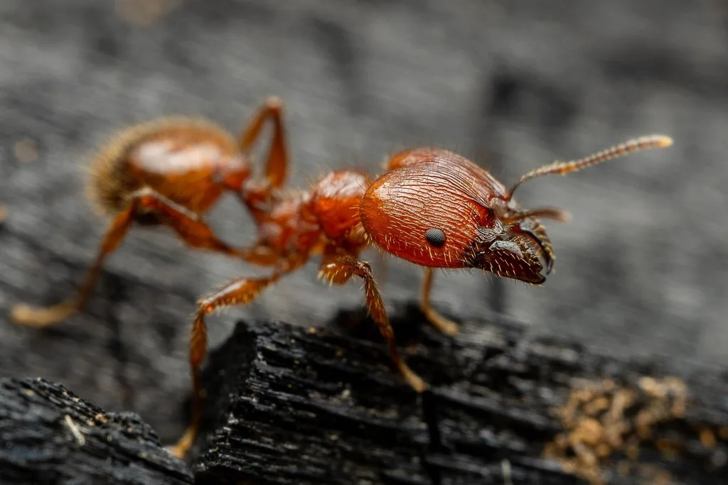 ant infestation level trail scout nest