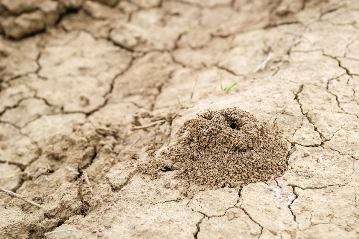 ant mound shapes identification