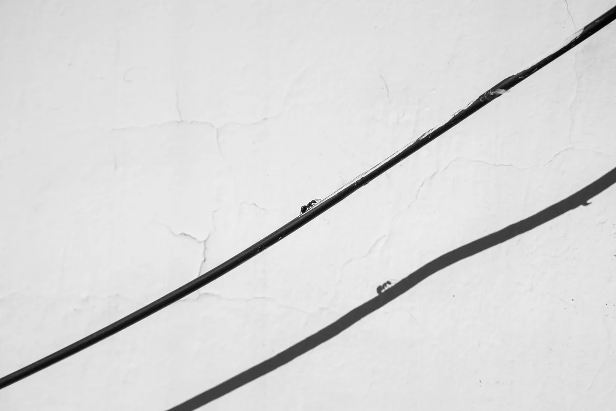ant spray application
