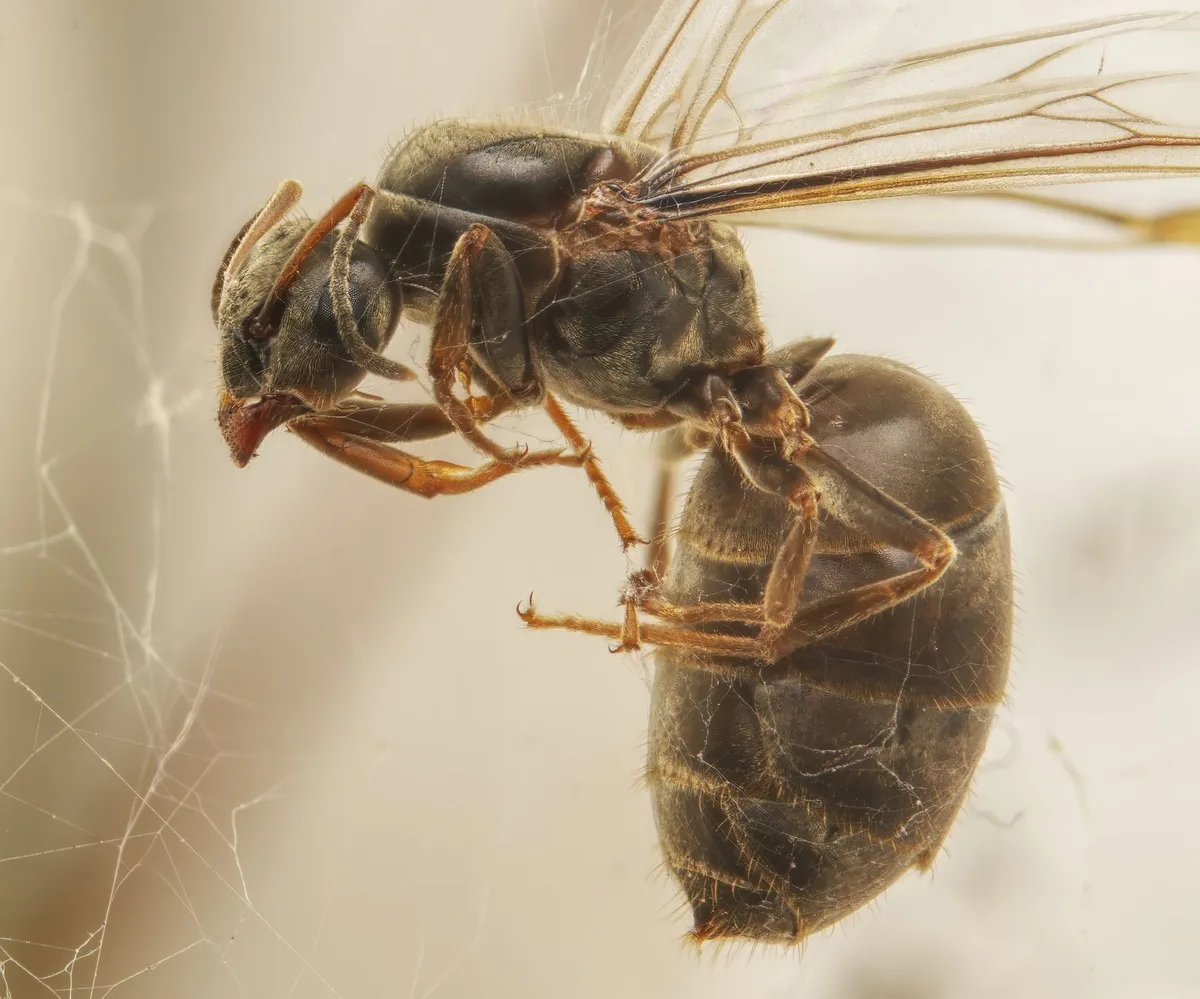 ant wings vs termite wings