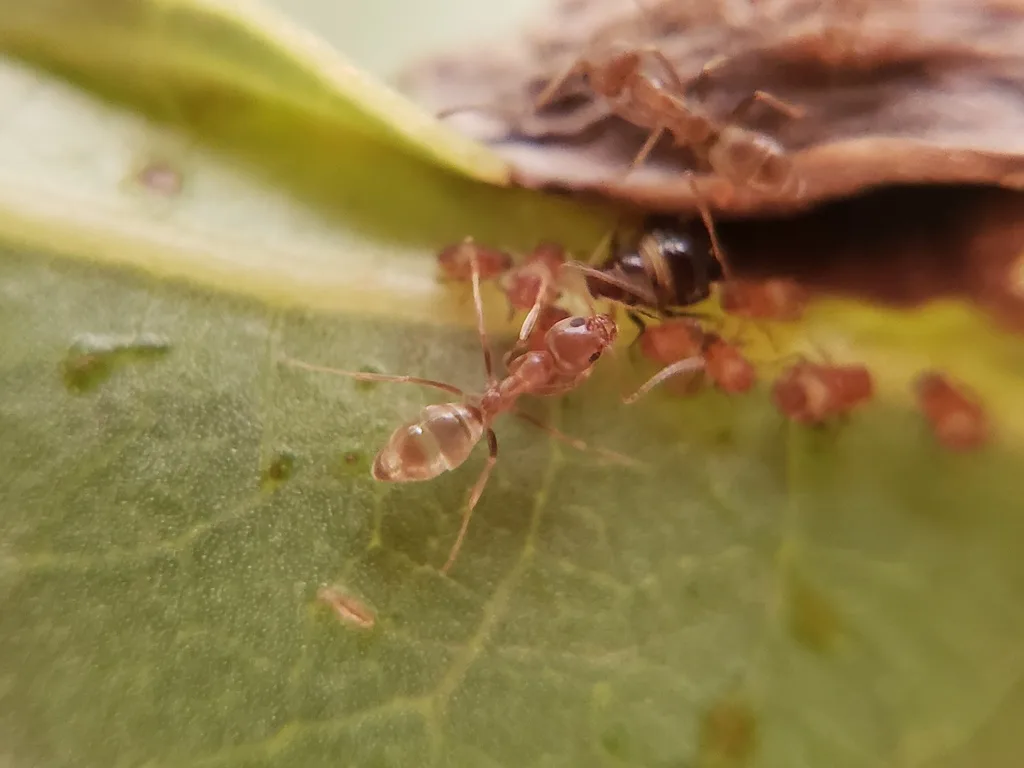 ants farming aphids