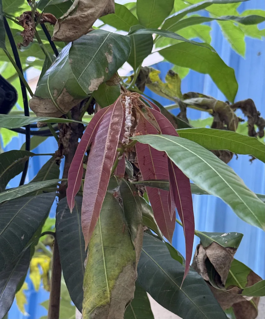 ants farming mealybugs
