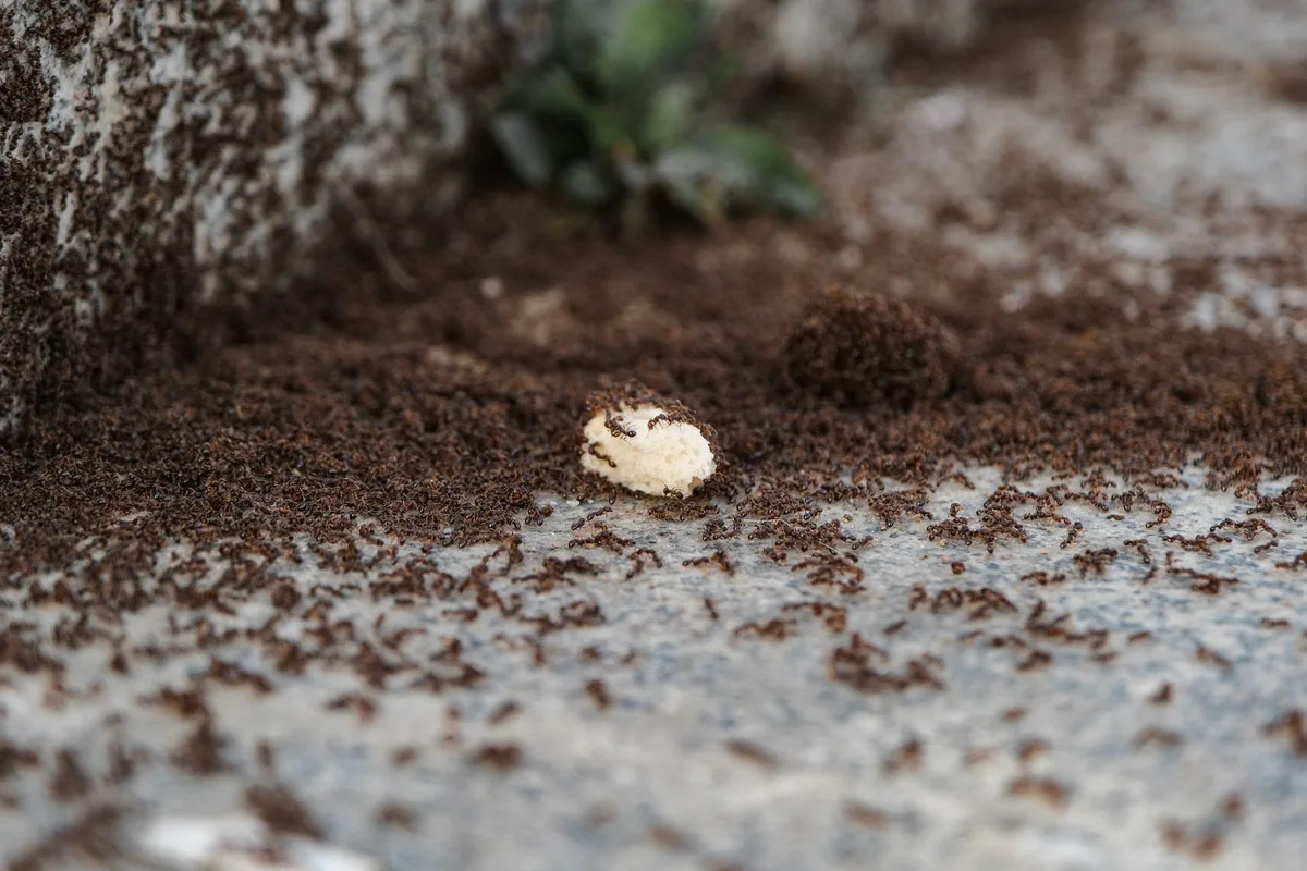 ants feeding on bait