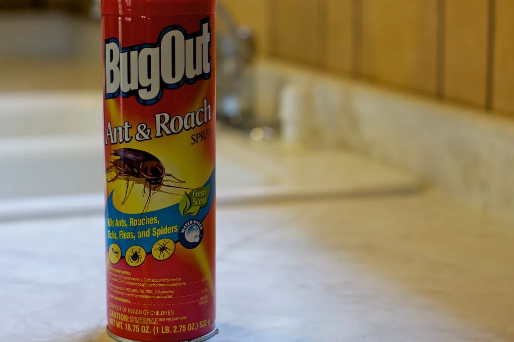 Ants on kitchen counter