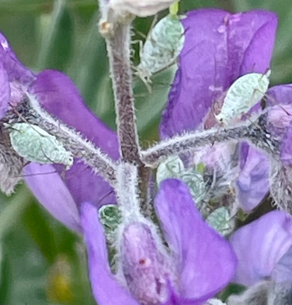 ants tending whiteflies