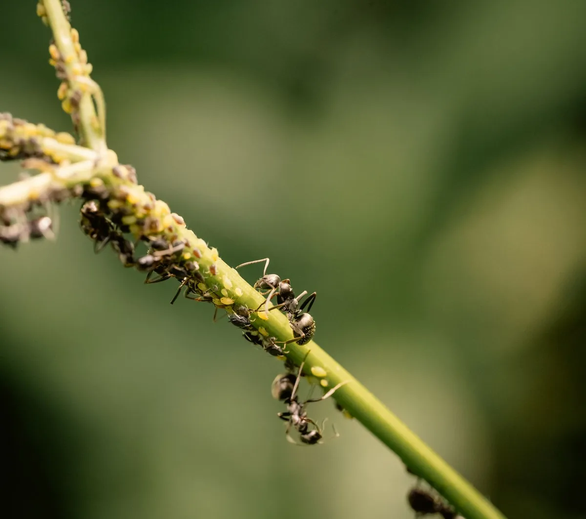 aphid colony damage