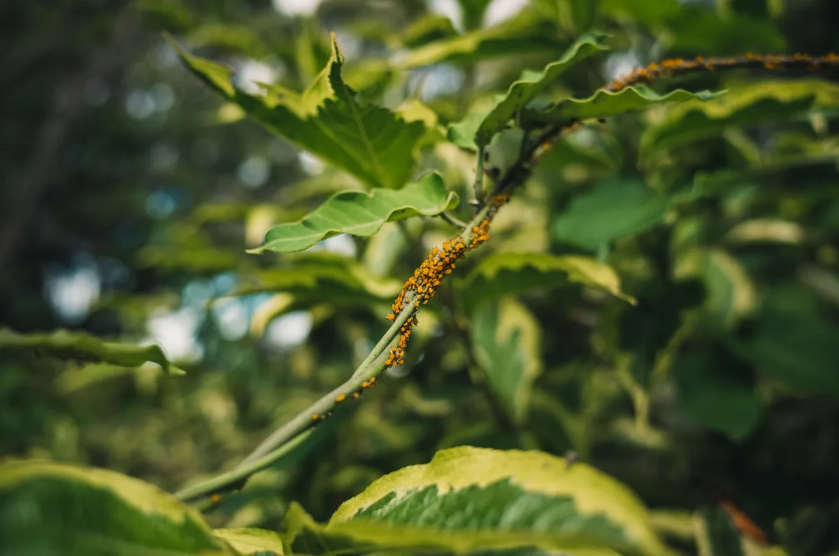 Aphid damage on leaves