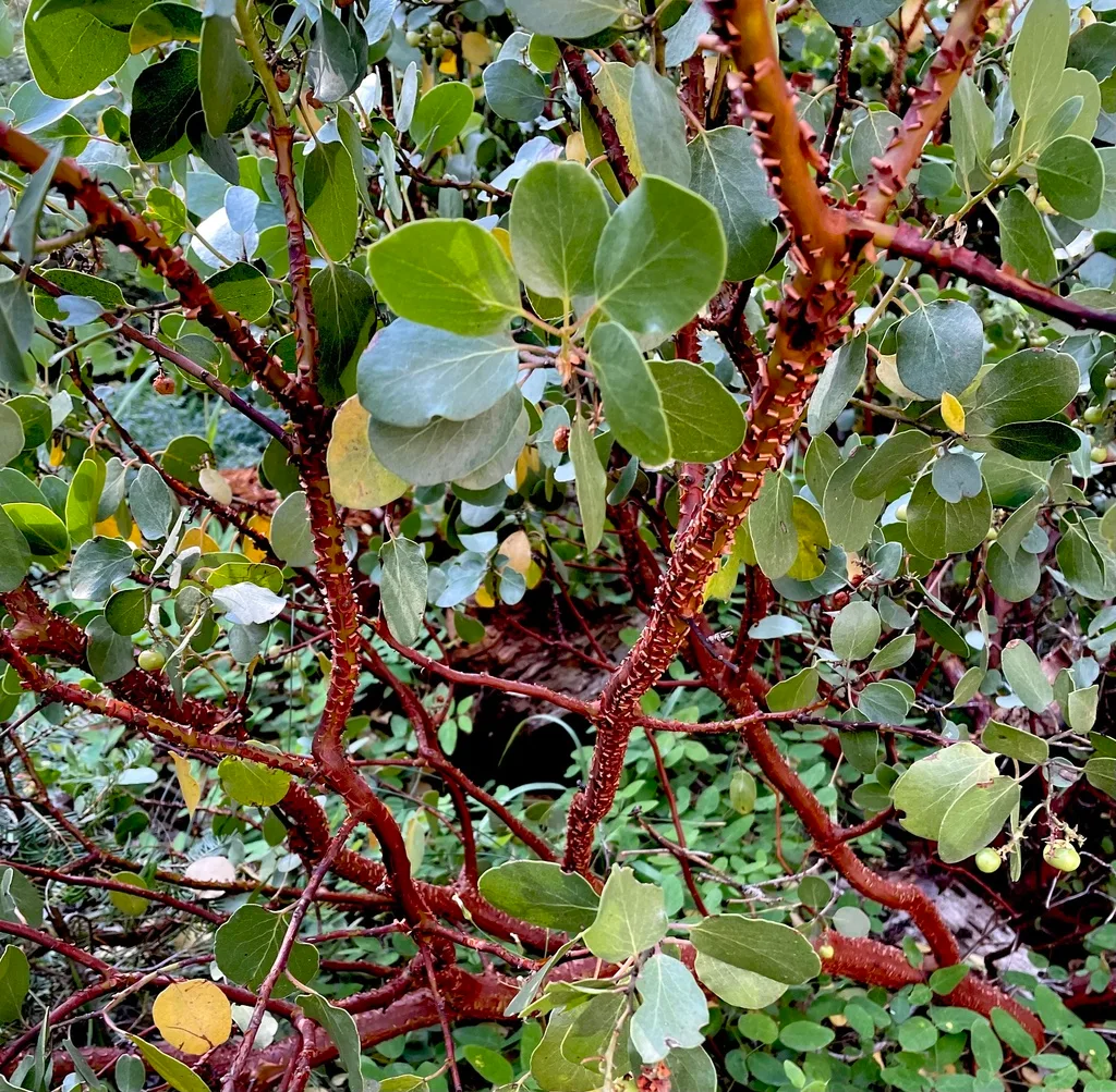 aphids on new growth