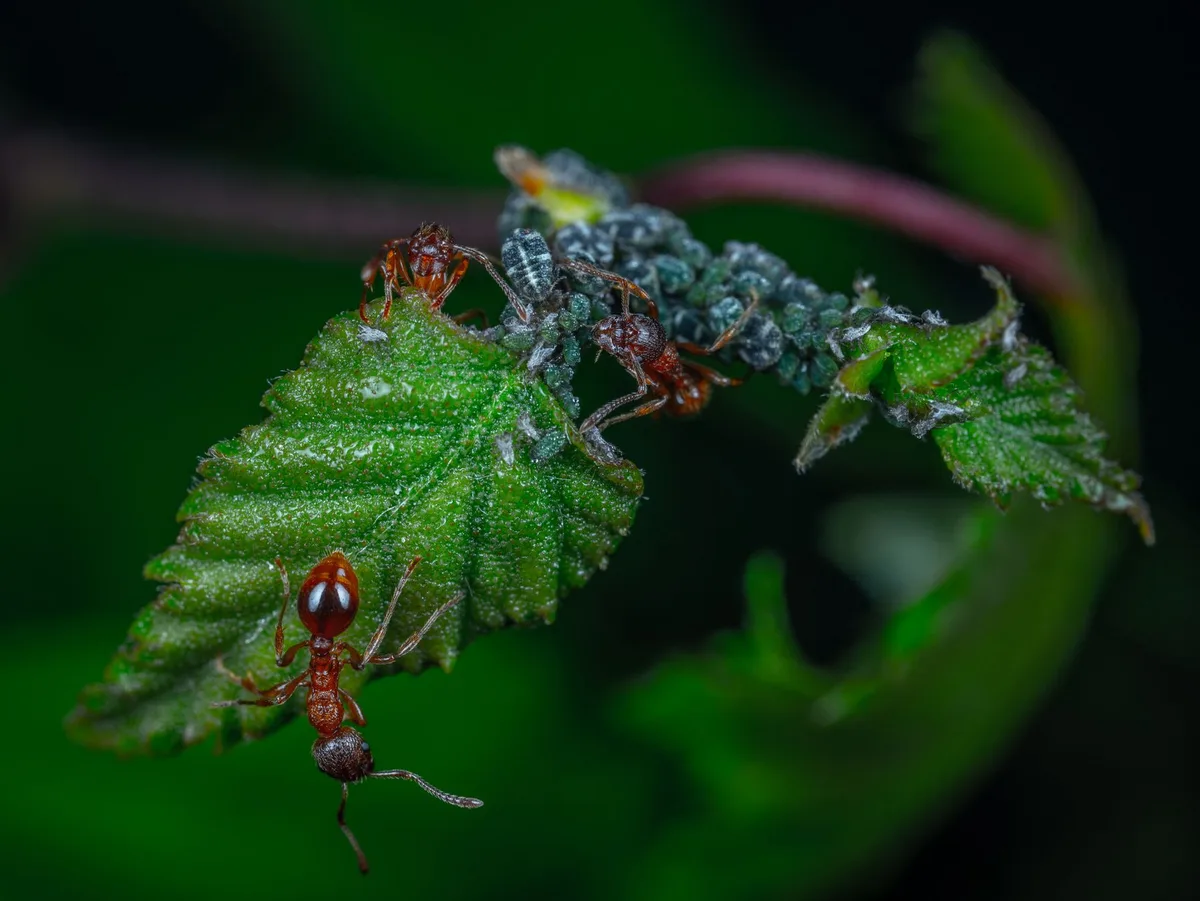 aphids on tomato leaf damage