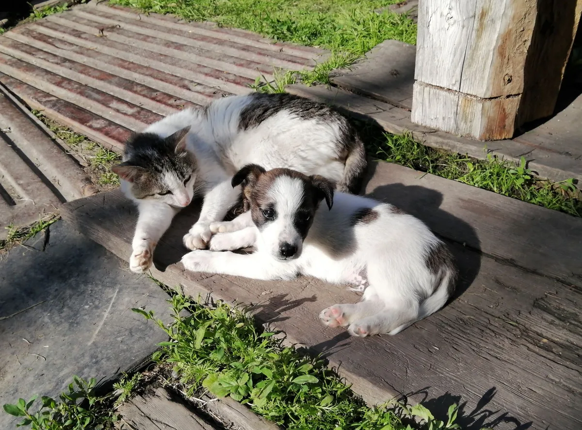 Are Mosquito Yard Sprays Safe for Pets