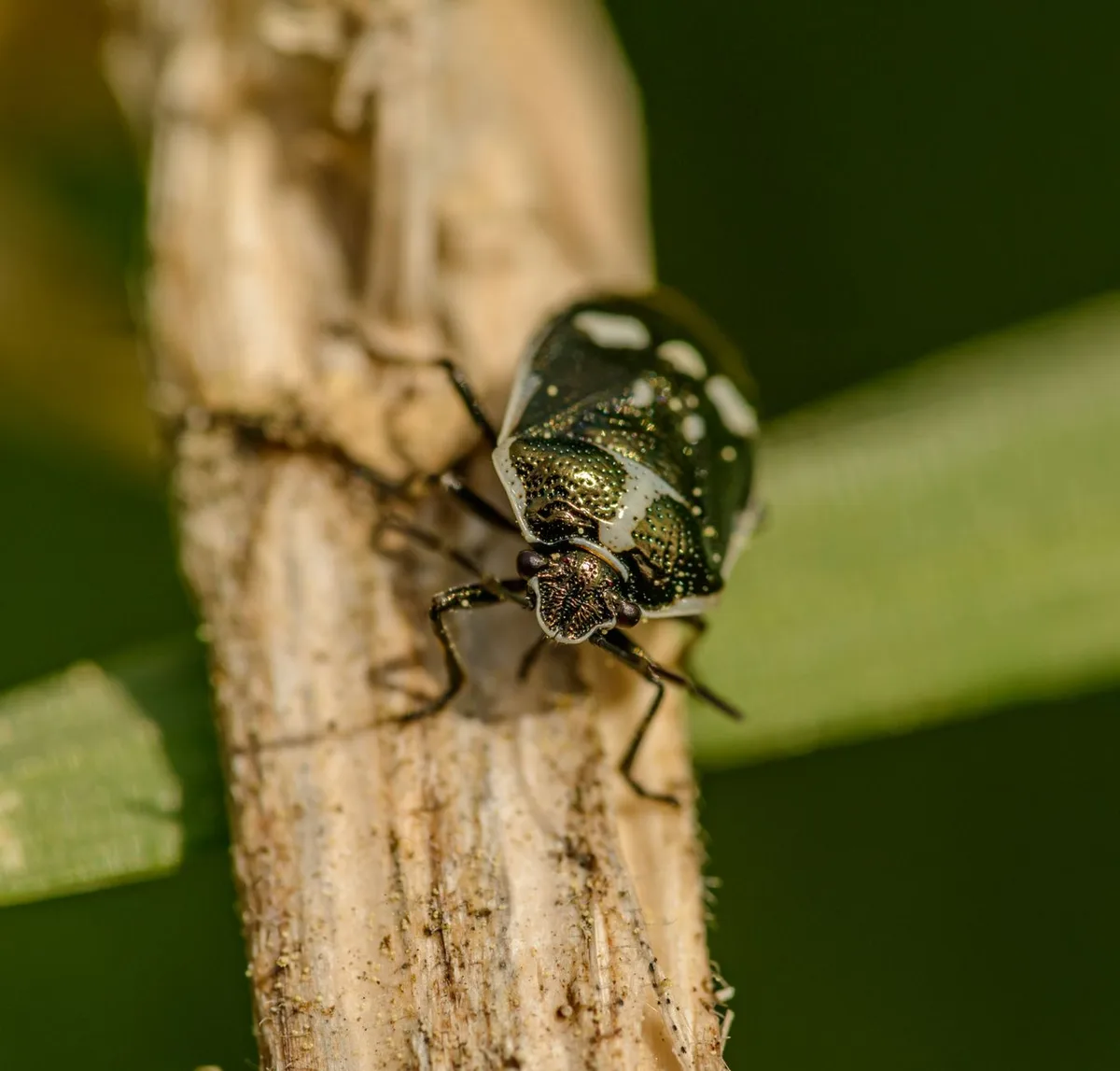 Armored scale insect