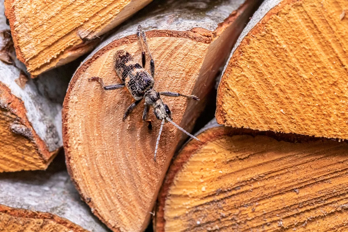 Asian longhorned beetle exit hole