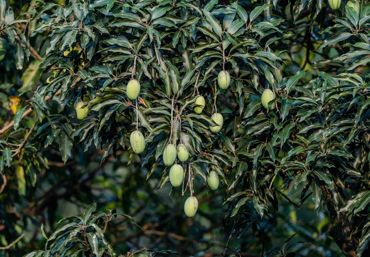 Azadirachta indica