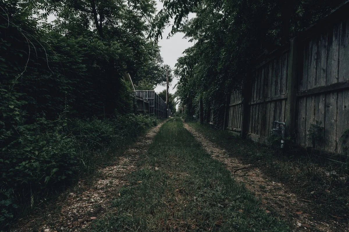 Backyard overgrown vegetation