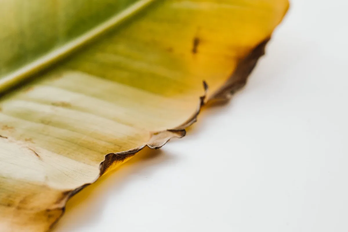 bacterial wilt on cucumber