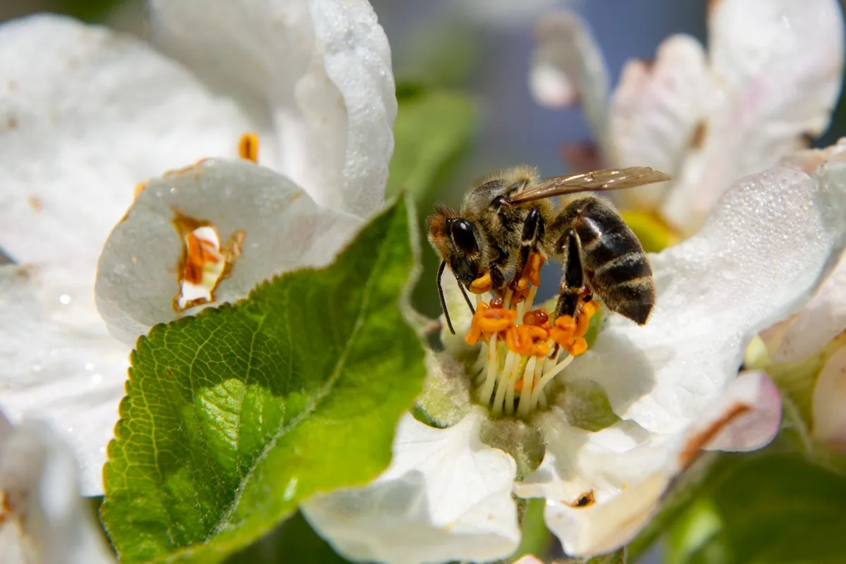 bee exposure pathways diagram
