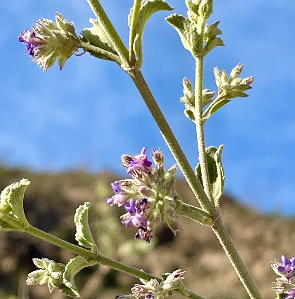 bee on flower pollinator safety
