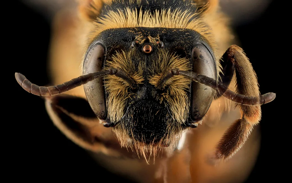 Bee pollinator safety