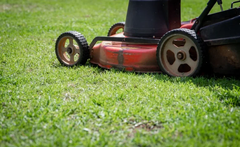 Beginner Lawn Care Checklist