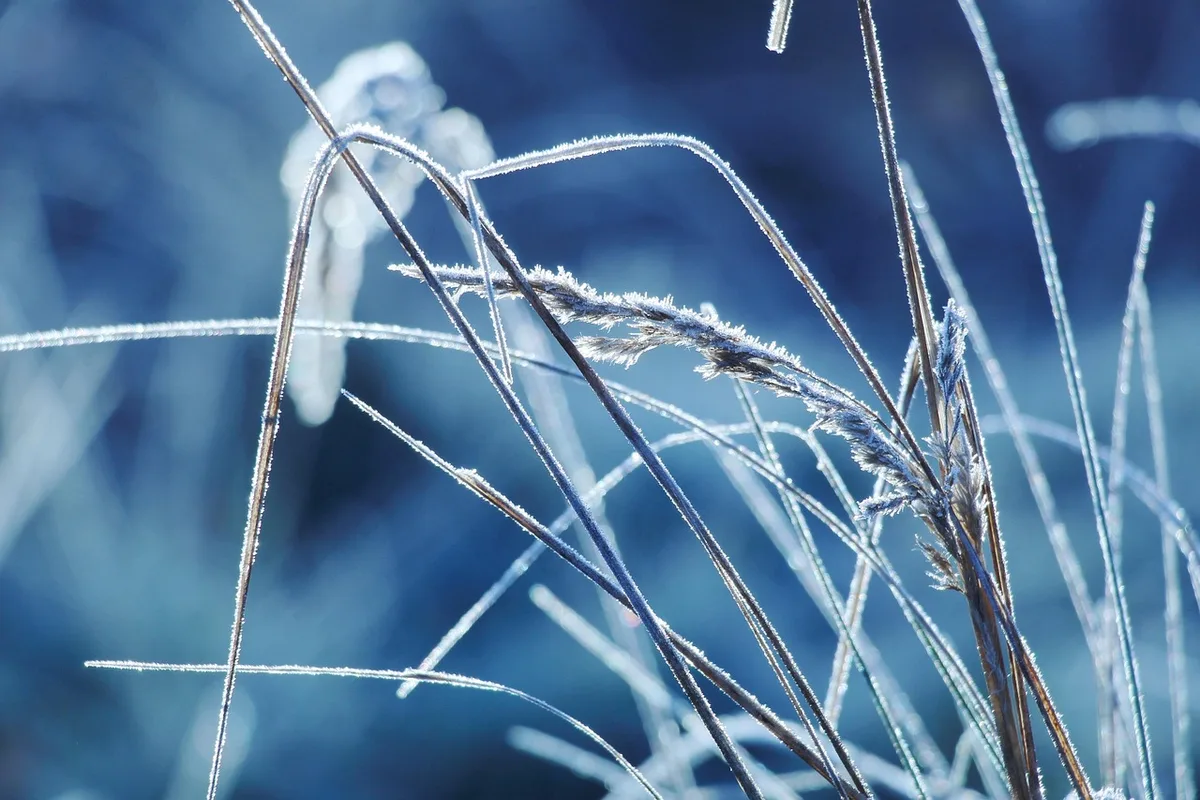 Bermuda grass close up