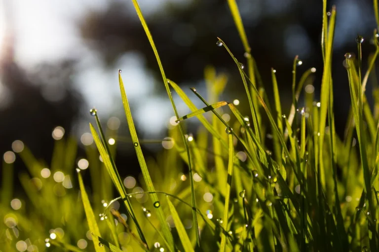 Best Grass for Full Sun Explained