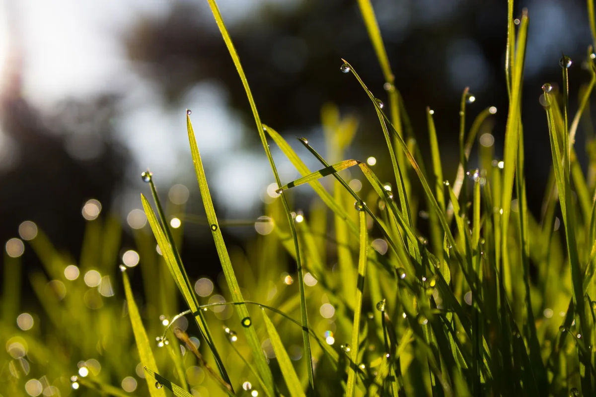 Best Grass for Full Sun Explained