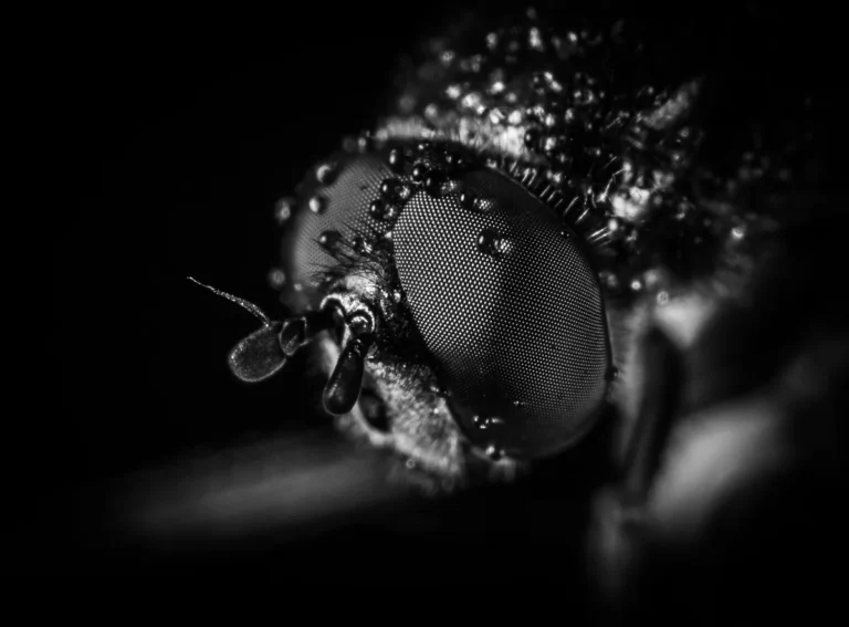 Best Time to Avoid Black Flies