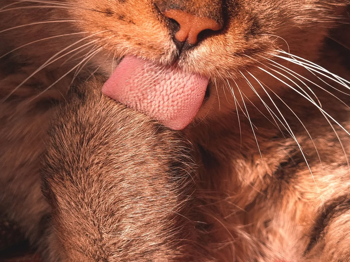 bifenthrin vs permethrin cat toxicity