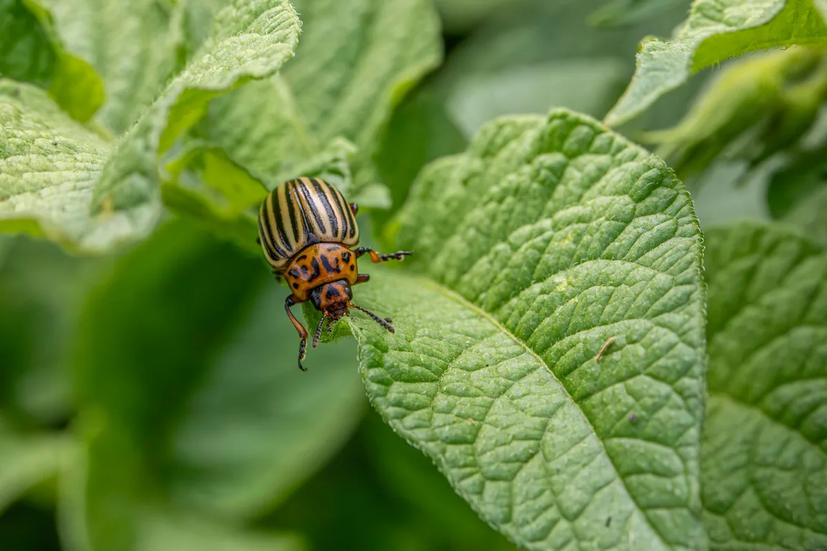 biological vs chemical control comparison