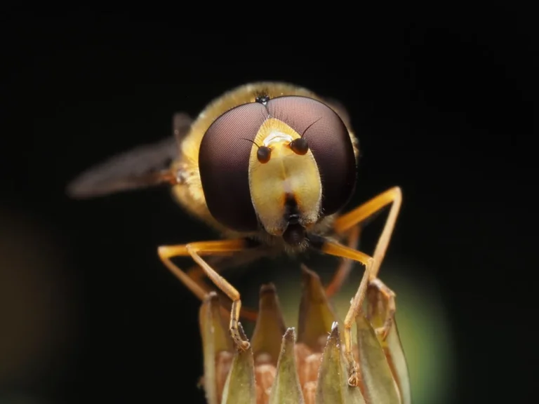 Black flies