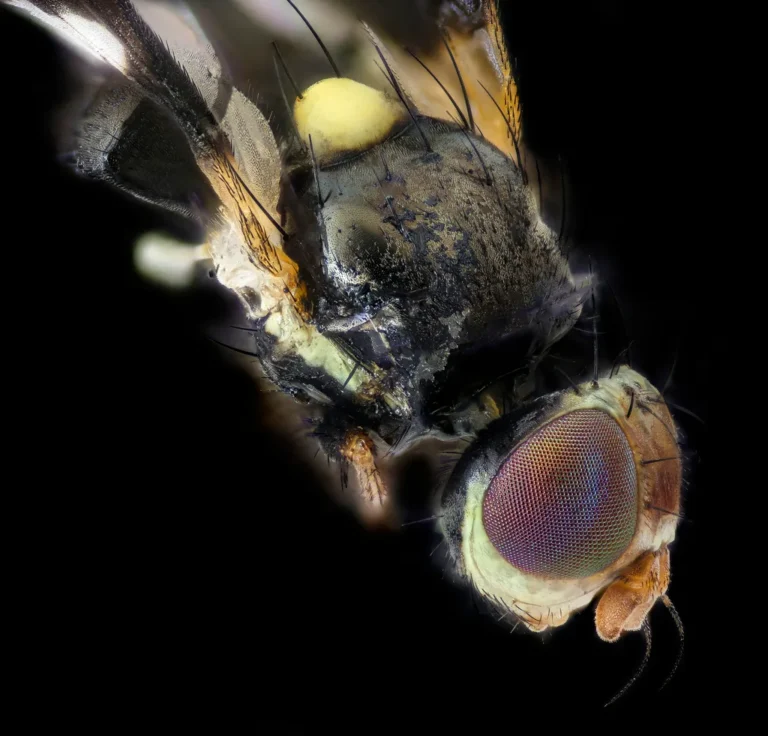 Black Flies vs Mosquitoes