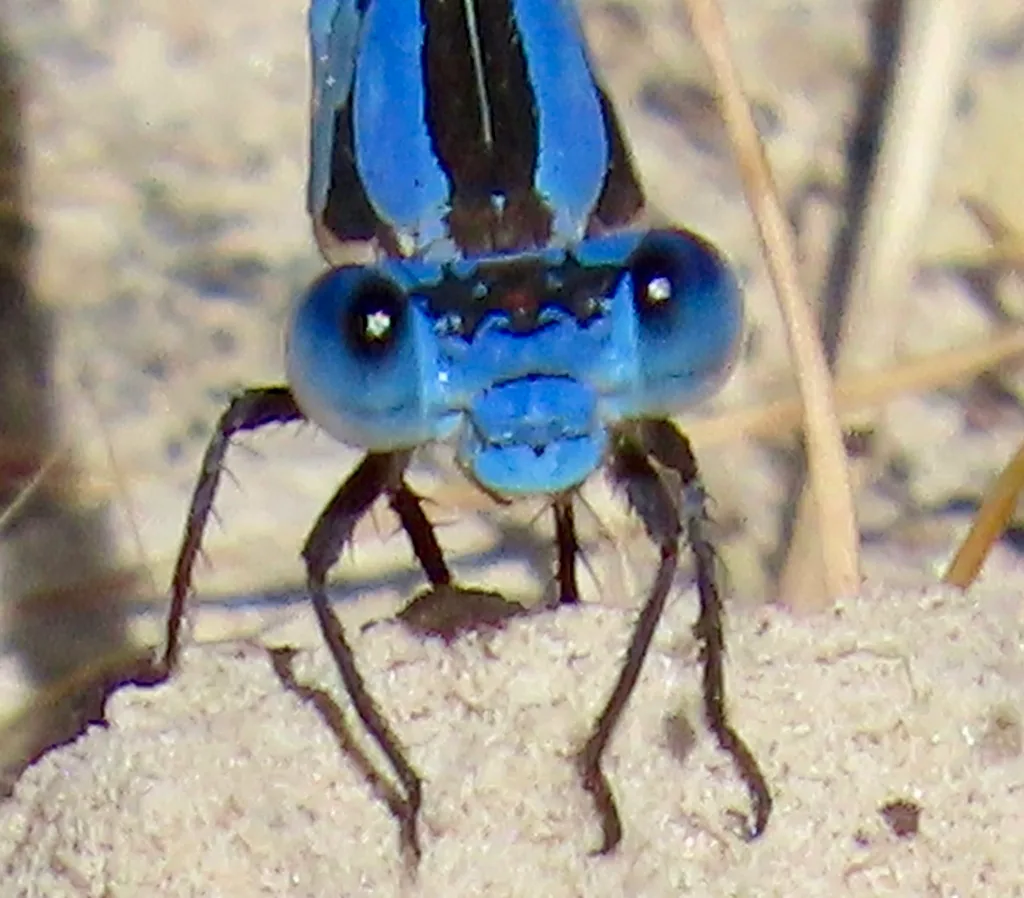 black fly mouthparts