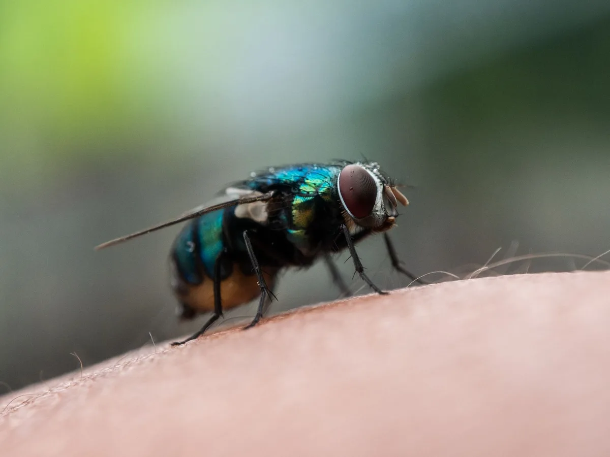 Black fly on skin