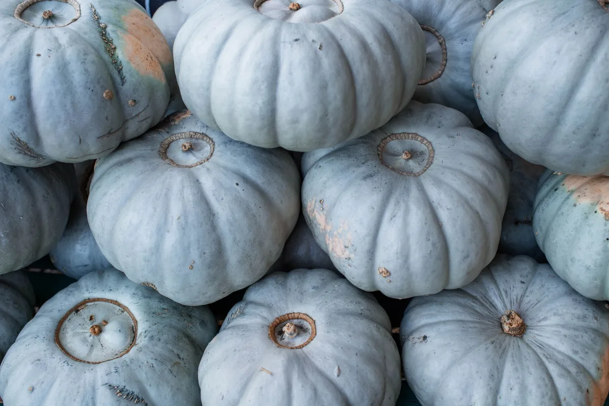 Blue Hubbard squash used as trap crop