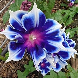 Blue & White Morning Glory Seeds