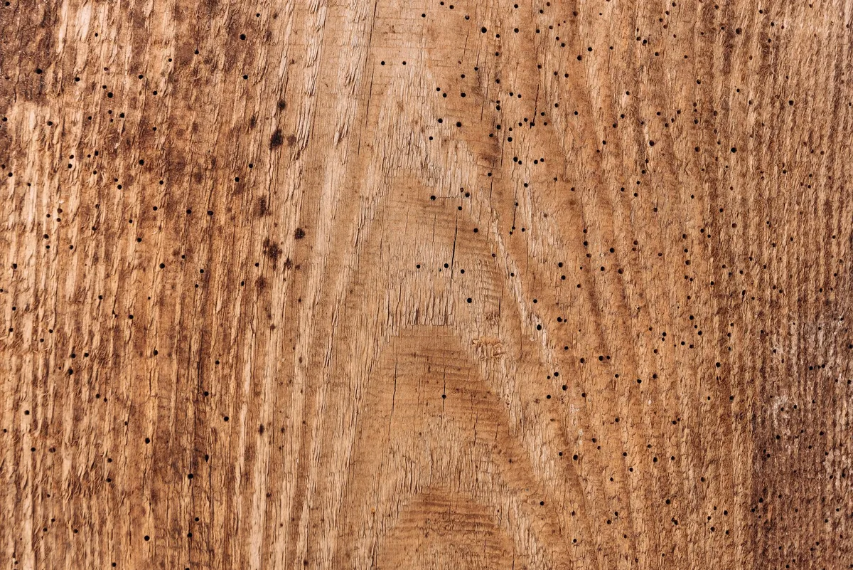 borer exit holes and frass