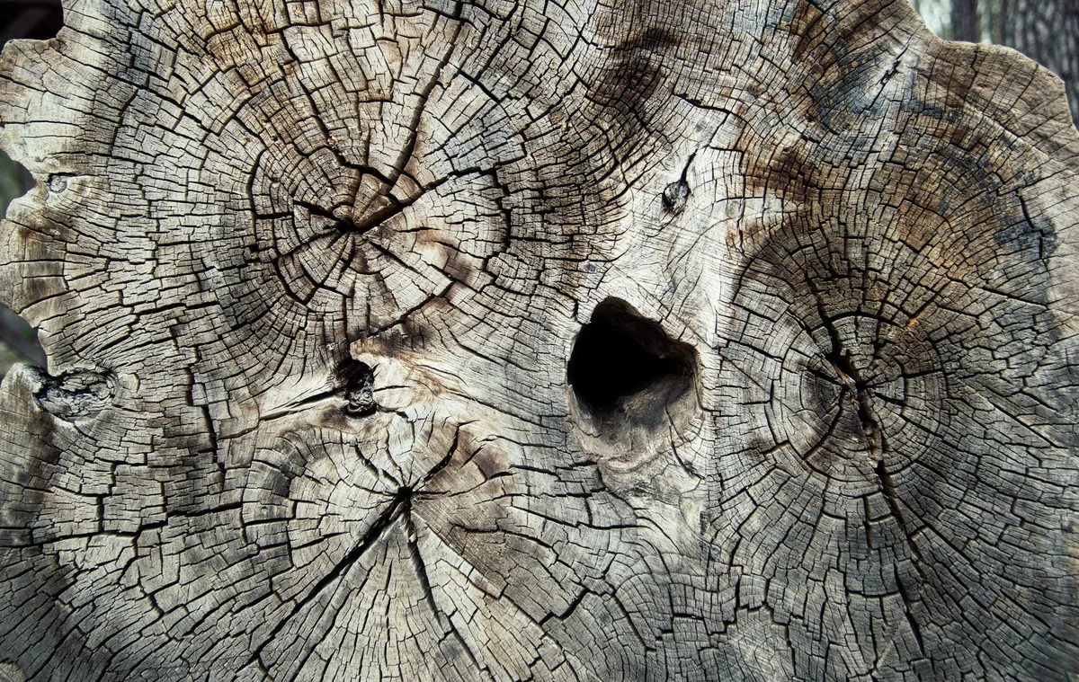borer identification larval galleries