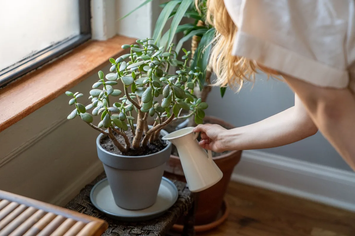 bottom watering plant tray