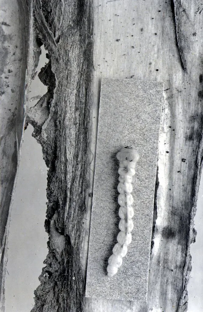 Bronze birch borer larvae