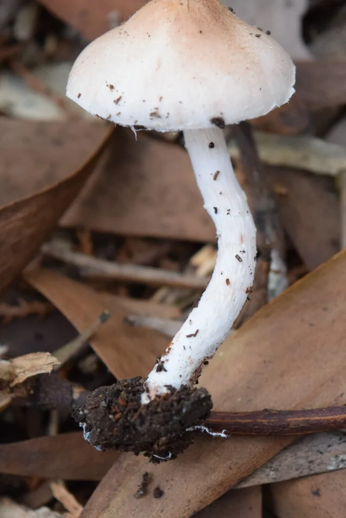 brown patch fungus grass