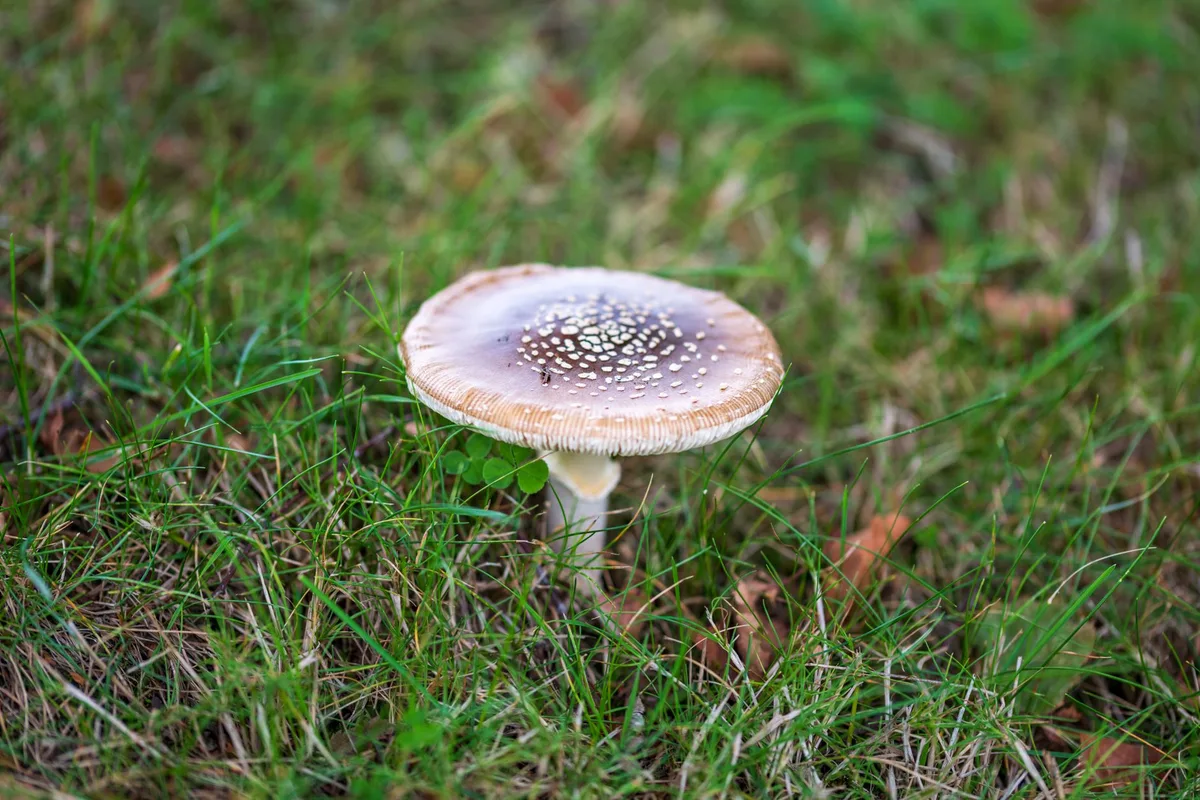 brown patch lawn fungus damage