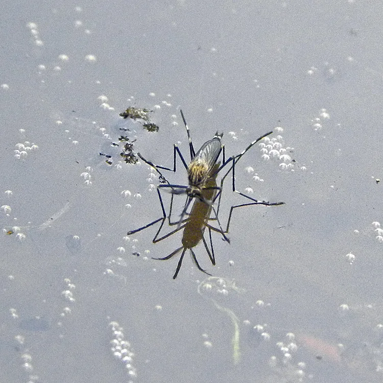 Bti mosquito dunks on water surface