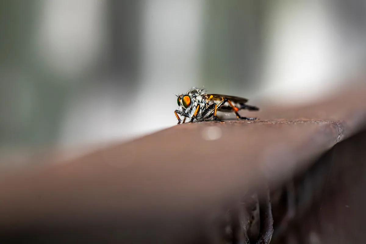 bug zapper ineffective mosquito control