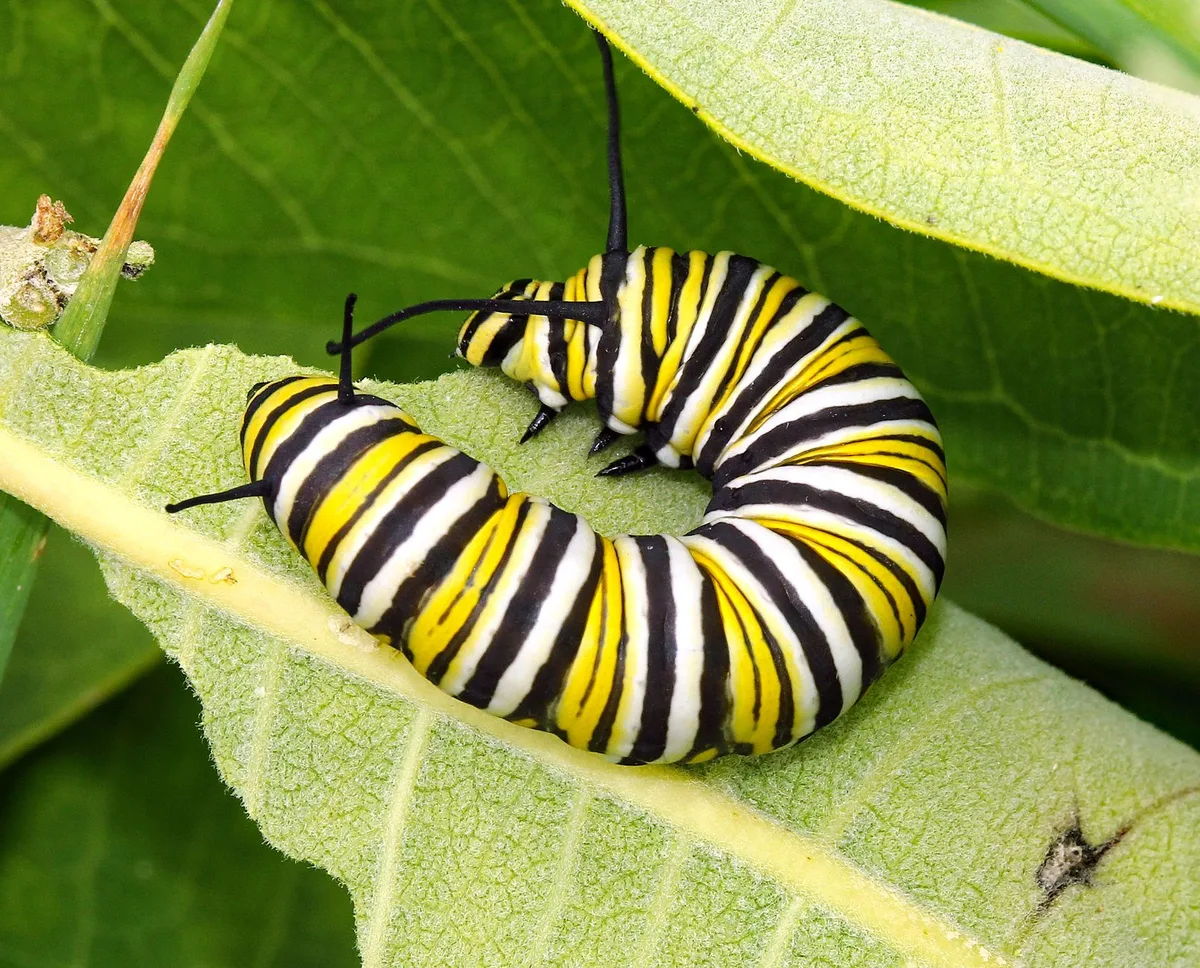 C-shaped grub larva